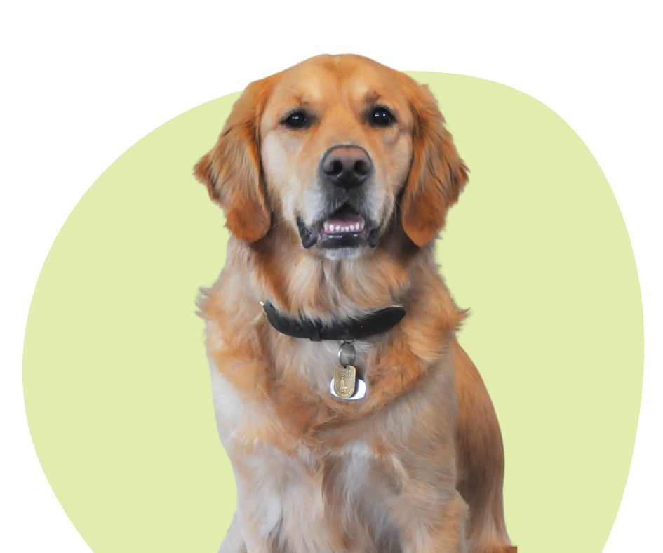 Golden retriever dog against a green background.