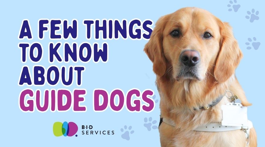 Things to Know About Guide Dogs